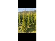 ox_sprzedam-tuje-szmaragd-thuja-smaragd-cieszyn-pruchna-z-dowozem
