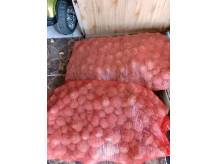 ox_ziemniaki-sadzeniaki-z-centrali-25-kg-vinety-i-bella-rosa