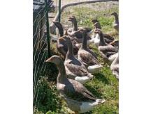 ox_gesi-landes-tego-roczne-wolny-wybieg-wychowane-u-mnie-od-pisklecia