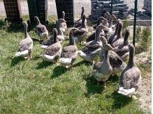 ox_zdrowe-gesi-landes-wolny-wybieg-wychowane-od-pisklecia-20-szt-polecam