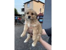 ox_pieski-male-5-szt-do-wyboru-ruchliwe-ladne-oddam-za-duza-kawe-woseba