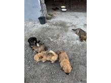 ox_pieski-male-4-szt-do-wyboru-ruchliwe-ladne-za-duza-kawe-woseba