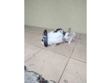 img-20250628-wa0008.jpeg