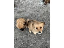 ox_pieski-male-2-szt-do-wyboru-ruchliwe-ladne-juz-szekaja