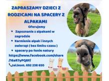 ox_spacery-spotkania-z-alpakami