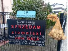ox_ziemniaki-swojskie-queen-anna-od-rolnika-dowoz-do-25-km-zakup-150-kg