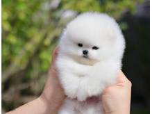 ox_pomeranian-mini