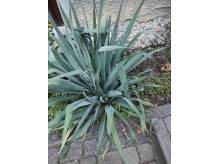 ox_sadzonki-juki-duze-ladne