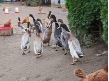 ox_sprzedam-kaczki-kaczory-biegusy
