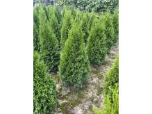 ox_thuja-szmaragd-110-120-cm-laurowisnia-caucasica-90-100cm