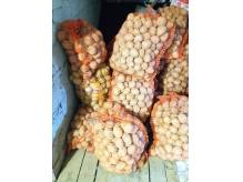 ox_sadzeniaki-gala-i-soraya-od-rolnika-340-kg-jadalne-bardzo-smaczne