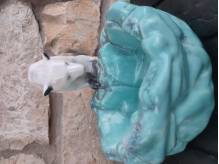 ox_ceramiczny-niedzwiedz-polarny-patera-sygnowany