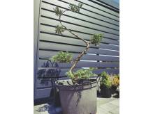 ox_bonsai-jalowiec-formowany