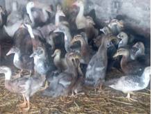 ox_mix-odchowanych-kaczek-w-roznym-przedziale-wiekowym-oraz-cenie-do-uzd