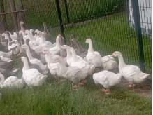 ox_odchowane-gesi-koludzkie-owsiane-i-landes-do-dalszego-chowu-polecam