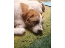 ox_suczka-jack-russell-terrier-zkwp-fci