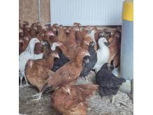 ox_kury-odchowane-kurki-odchowane-kokoszki-nioski