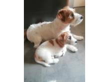 ox_suczka-jack-russell-terrier-zkwp-fci