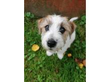 ox_suczka-jack-russell-terrier-zkwp-fci