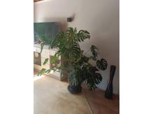 ox_monstera