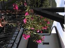 ox_oleander-sprzedam