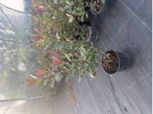 Glogownik red robin 40-60 cm