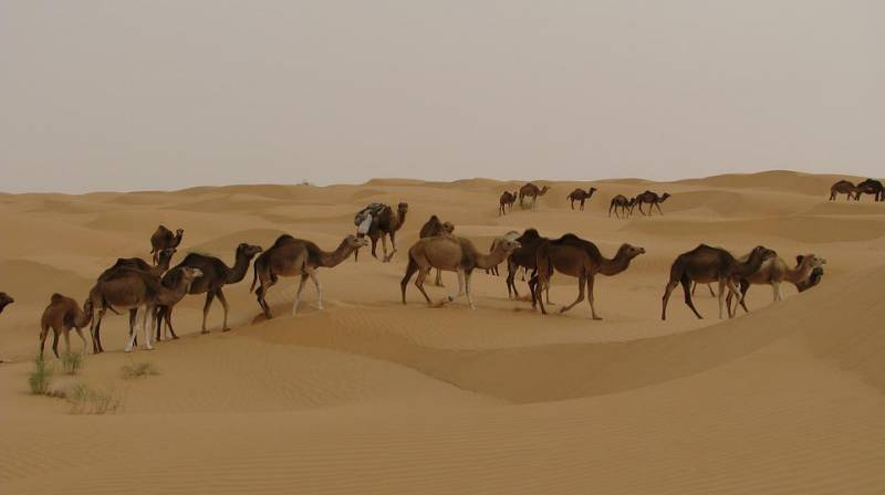 camels-2614827-960-7.jpeg