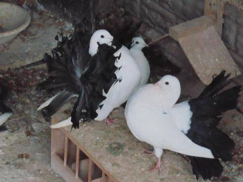 ox_golebie-pawiki-biale-na-czarnych-ogonach-2-pary