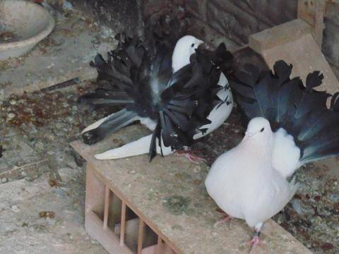 ox_golebie-pawiki-biale-na-czarnych-ogonach-2-pary