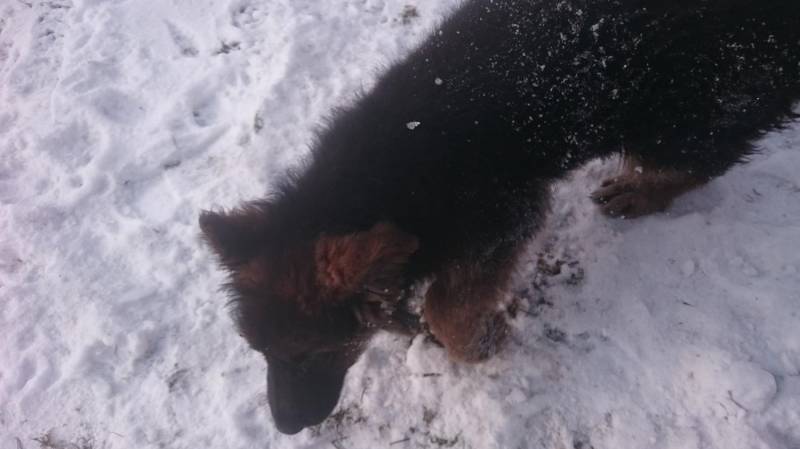 ox_owczarek-niemiecki-dlugowlosy