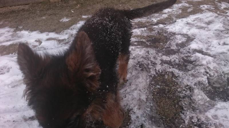 ox_owczarek-niemiecki-dlugowlosy