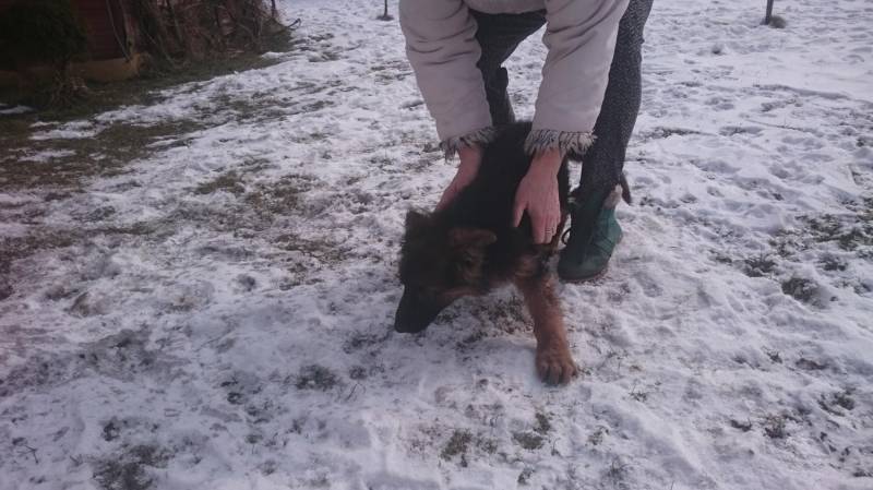 ox_owczarek-niemiecki-dlugowlosy