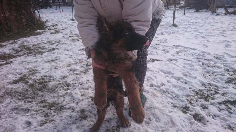 ox_owczarek-niemiecki-dlugowlosy