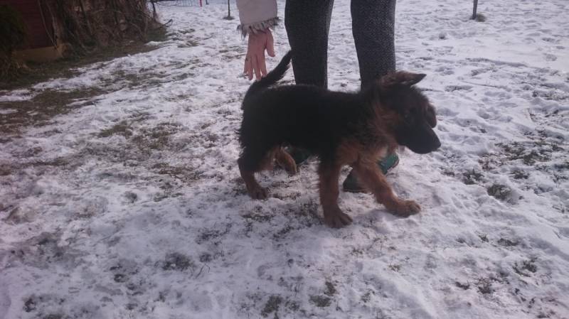ox_owczarek-niemiecki-dlugowlosy