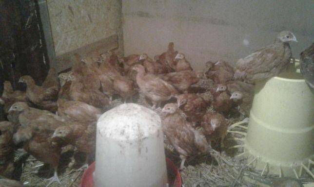 ox_kurki-odchowane-zaczynajace-nosic-jaja