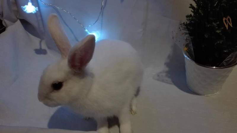 ox_oddam-kroliczke-miniaturke-w-dobre-rece