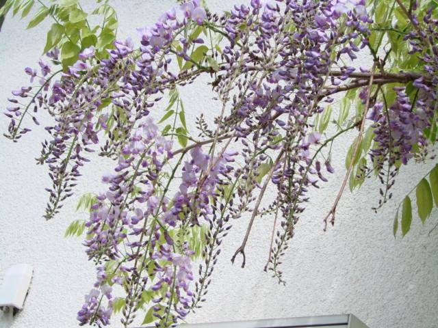 ox_glicynia-wistera