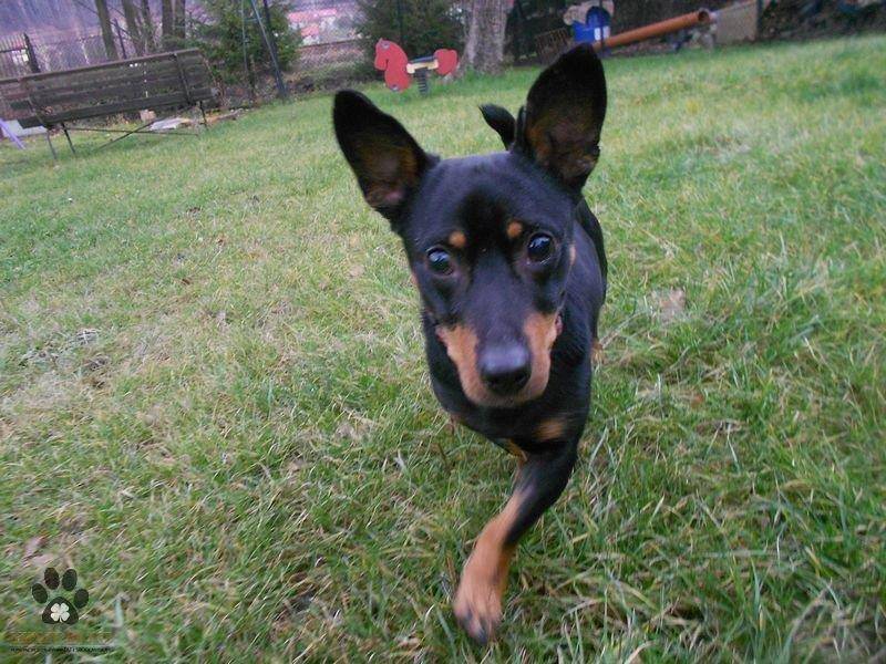 ox_pies-do-adopcji-czerk-szuka-dobrego-domu