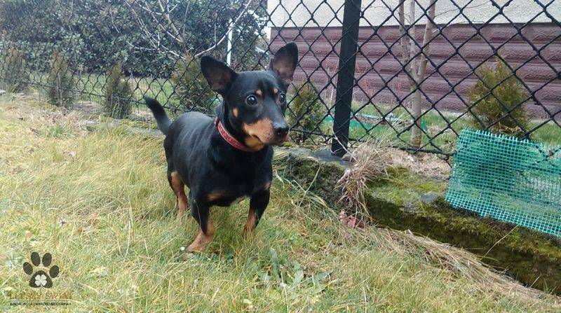 ox_pies-do-adopcji-czerk-szuka-dobrego-domu