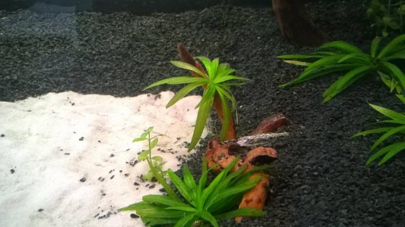 ox_echinodorus-magdalensis-zabienica-rosliny-akwariowe-akwarium