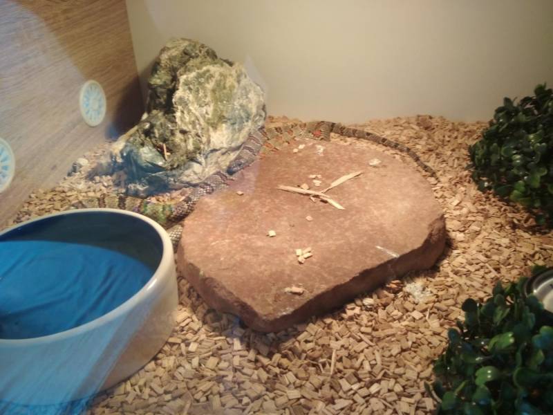 ox_terrarium