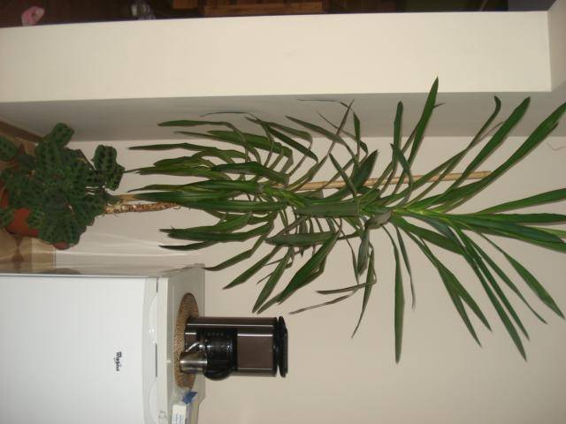 ox_kwiaty-doniczkowe-dracena-i-juka-domowa