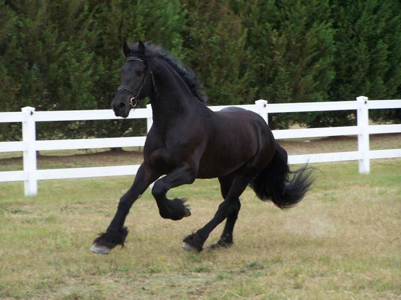 ox_czarna-piekna-fryzyjska-klacz-kon-na-sprzedaz