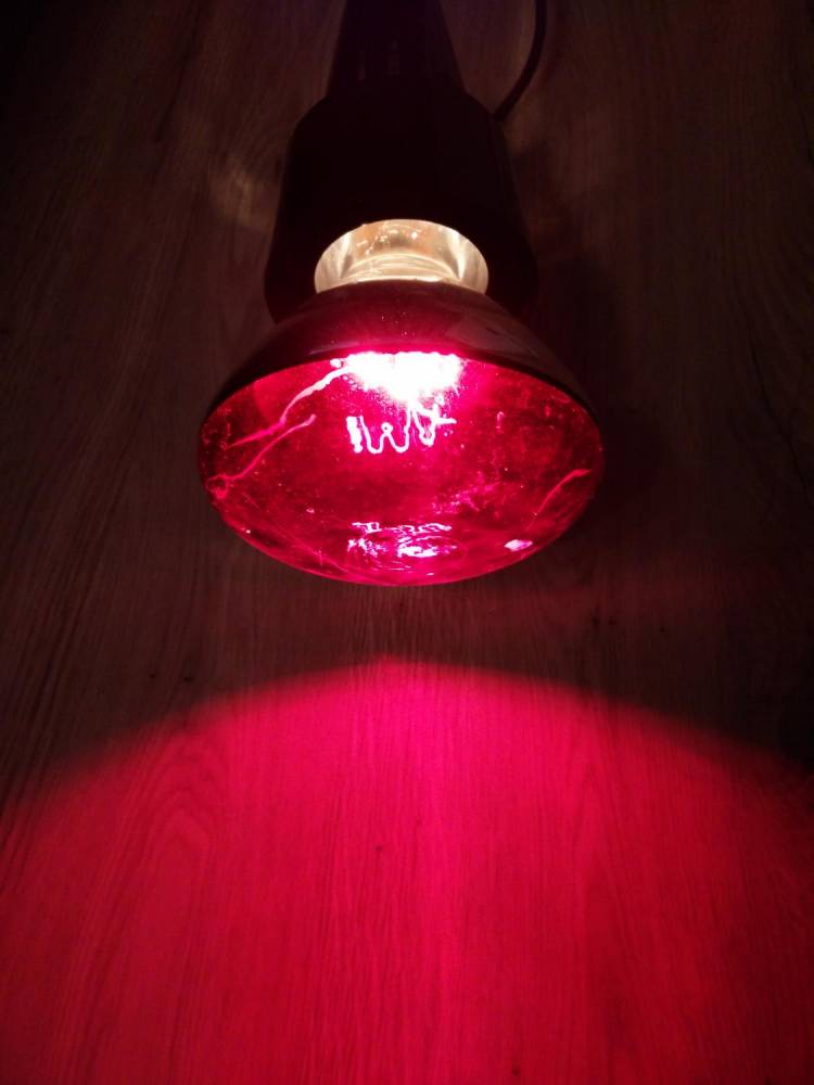 ox_lampa-lecznicza