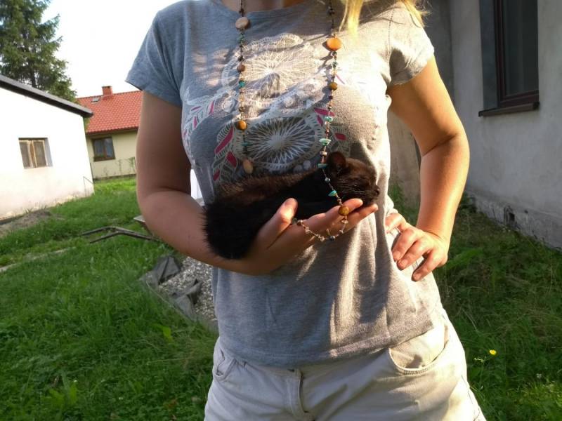ox_znaleziono-mala-czarna-kotke