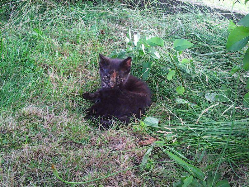 ox_oddam-male-koty