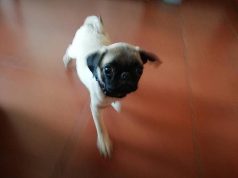 ox_sprzedam-suczke-rasy-mops