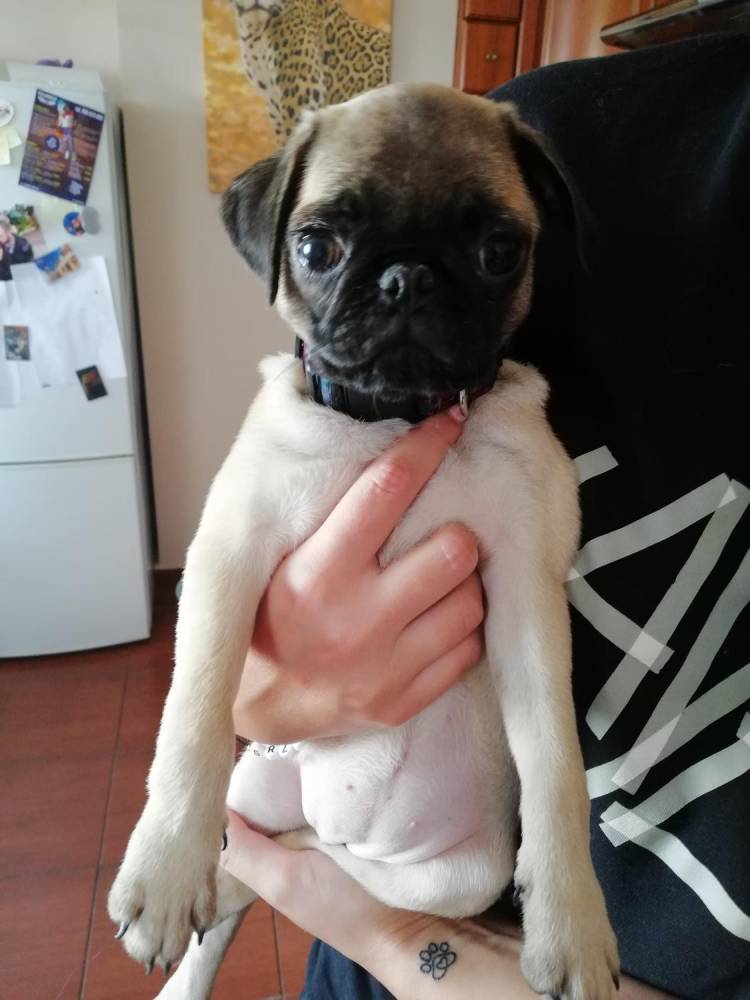 ox_sprzedam-suczke-rasy-mops