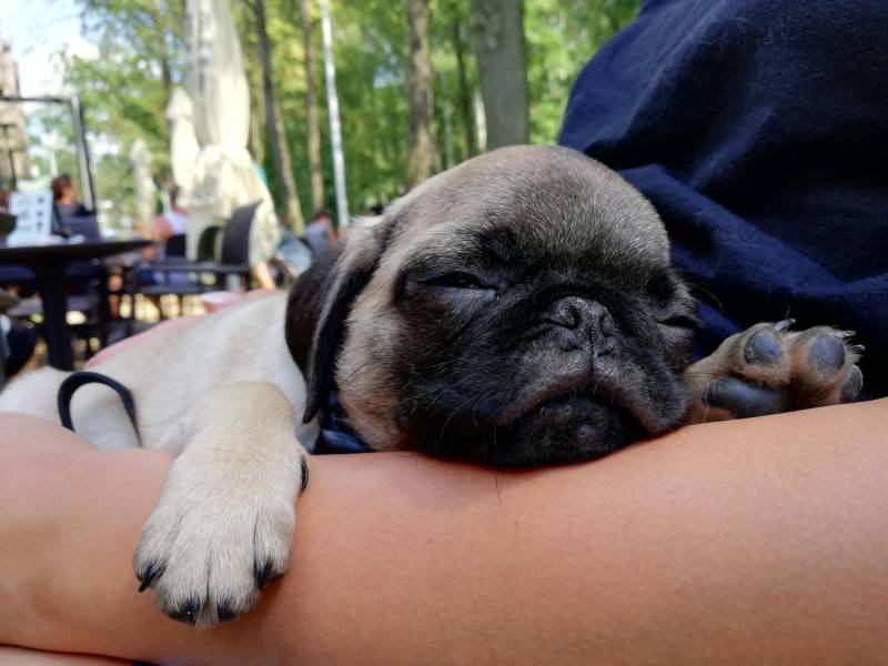 ox_sprzedam-suczke-rasy-mops