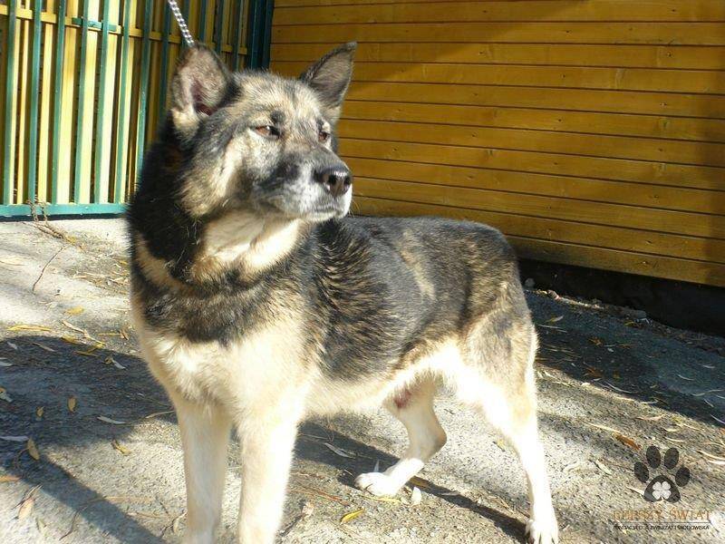 ox_pies-do-adopcji-tisa-szuka-dobrego-domu